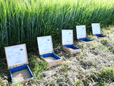 Einladung zum 15. Braugerstentag Einladung zum 15. Braugerstentag