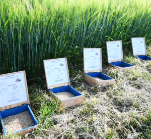 Braugerstensaat in Kisten.