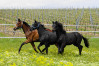 Drei Pferde traben über eine Weide