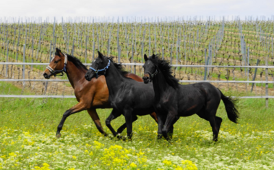 Drei Pferde traben über eine Weide