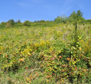 Aufgegebener Weinberg