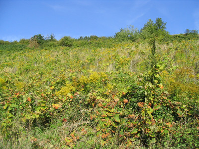 Aufgegebener Weinberg