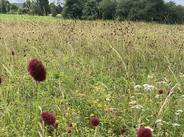Förderung der Landwirtschaft über Agrarumwelt- und Klimamaßnahmen Förderung der Landwirtschaft über Agrarumwelt- und Klimamaßnahmen