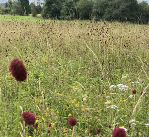 Extensives Grünland mit Wiesenknopf im Vordergrund