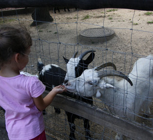 Wann bedarf es einer Erlaubnis gemäß § 11 Tierschutzgesetz?