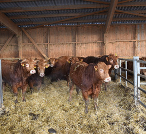 Bullengruppe im Betrieb Delord.