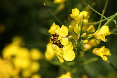 Das Projekt "Bauer hilft Biene" soll so schnell wie möglich starten.