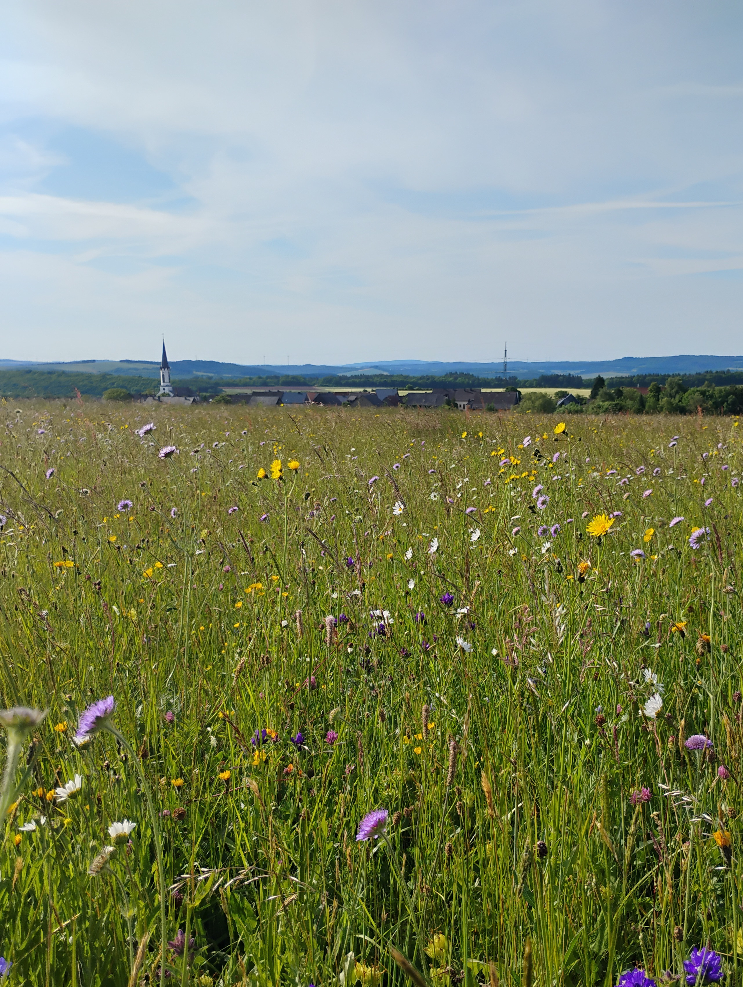 Wiesenfläche mit blühenden Pflanzen und einem Dorf im Hintergund