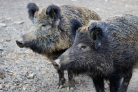 Wildschweine können die Afrikanische Schweinepest auf Hausschweine übertragen.