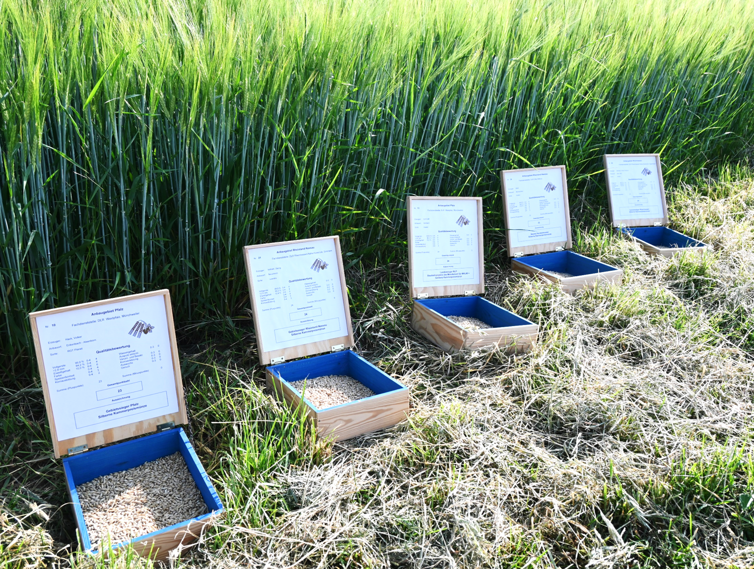 Braugerstensaat in Kisten.