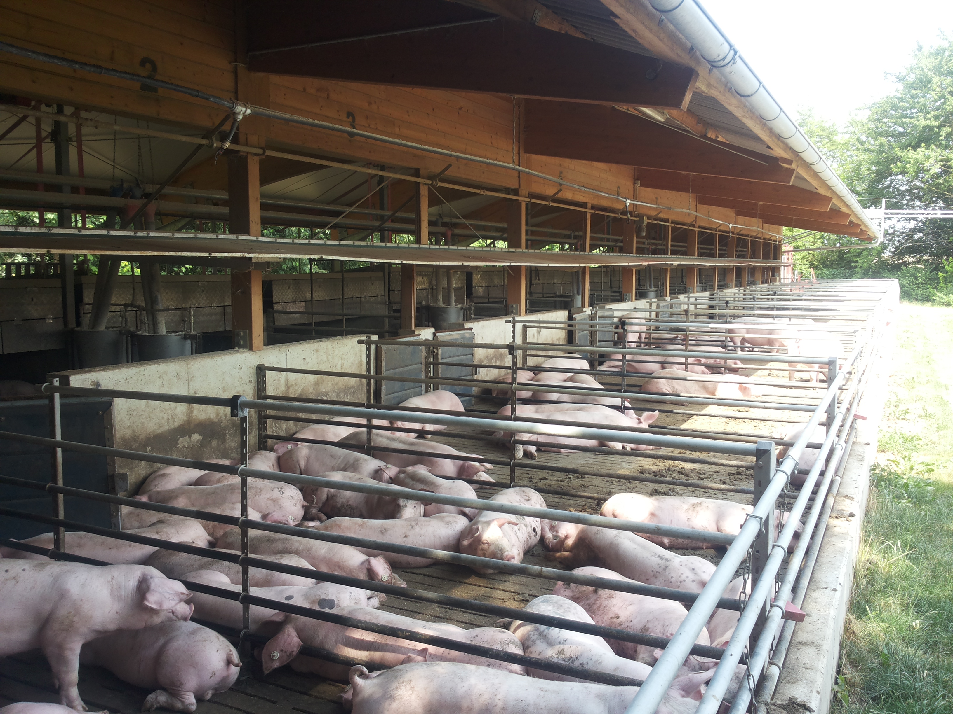 Schweinestall