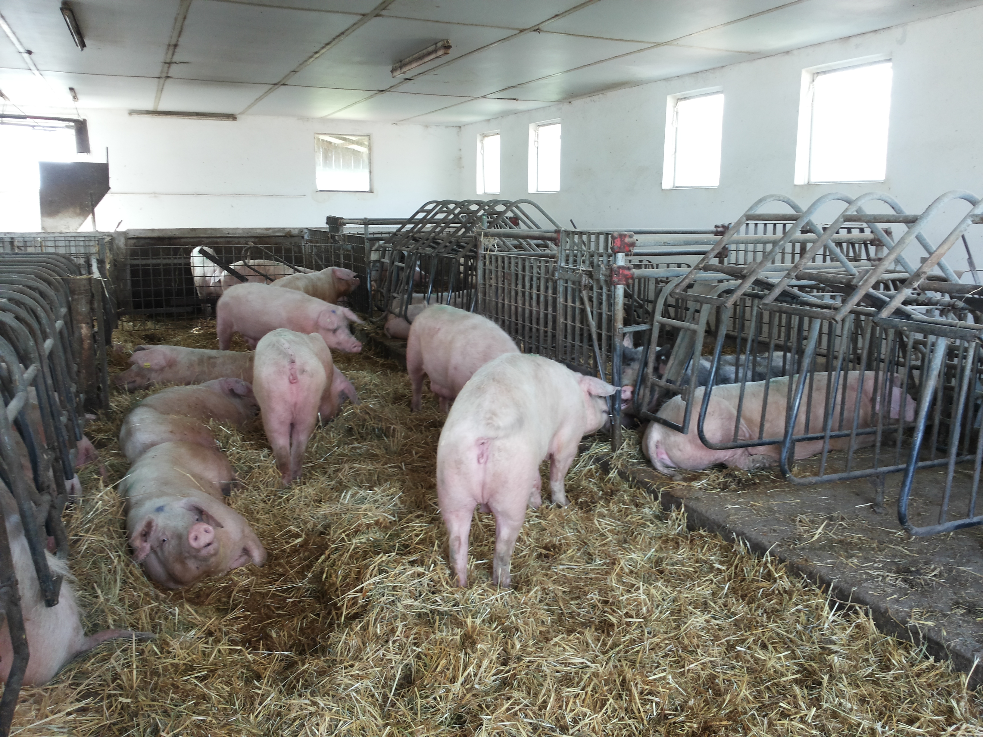 Schweinestall